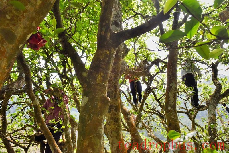 Cangjiang River Brings Life to Spring Tea; Original Ancient Trees are 