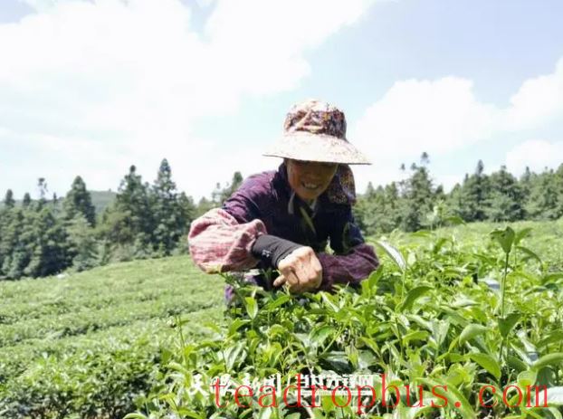 Building an Ecological Tea Garden: Wudang District Accelerates Reform of the Grassroots Agricultural Technology Extension System-2