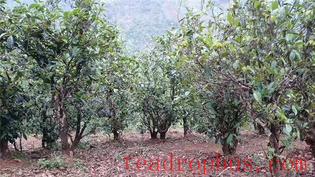 Why is Yiwu Tea so Popular in the Pu'er World?-2