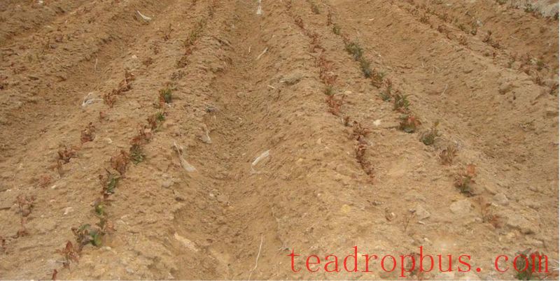 Rizhao City: Technical Guidance for Tea Gardens Dealing with Extreme Weather-7
