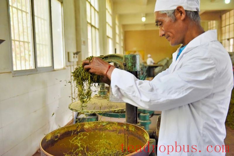 In Search of Tea in Changning: Spring Arrives and the Tea in Nino Is Fragrant-11