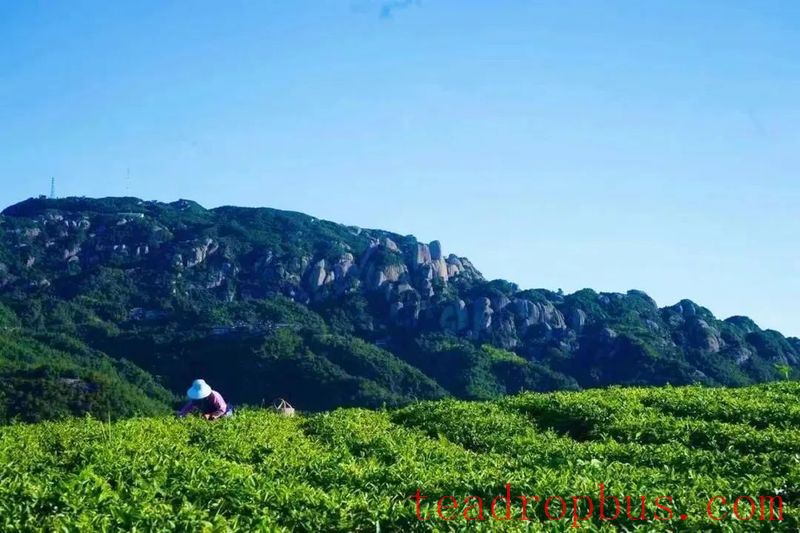 Ancient Perceptions of Fujian Tea: Frugality, Beauty, Harmony, and Reverence – Refreshing Joys of the Human Realm-10