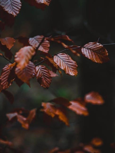 Autumn Liver Care: Teas You Shouldn't Miss-6
