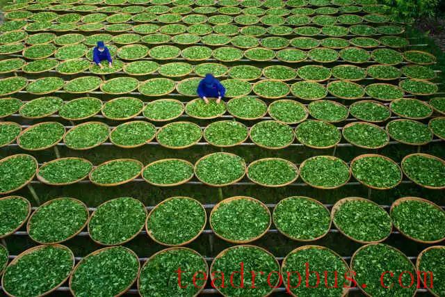 White Tea Processing: What Exactly is 