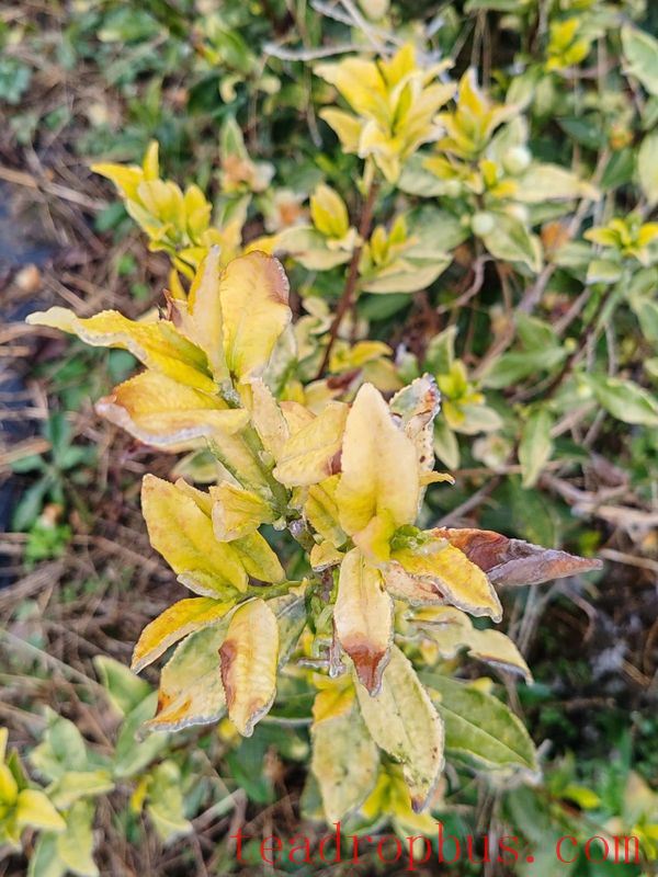 How to Cope with Low Temperatures, Snow, and Freezing Weather: This Technology Helps Protect Tea Plants-4