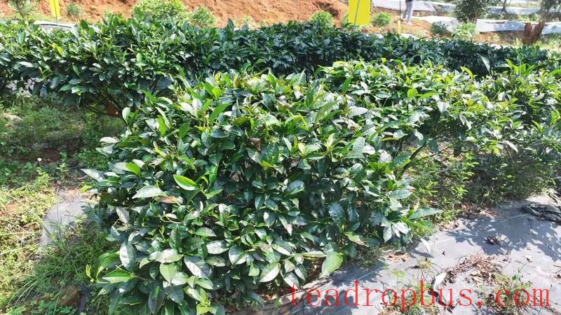 Wild Tea Enters the World! Tongqu Town Chains Up a New Path for Green Prosperity and Dual Wins-2