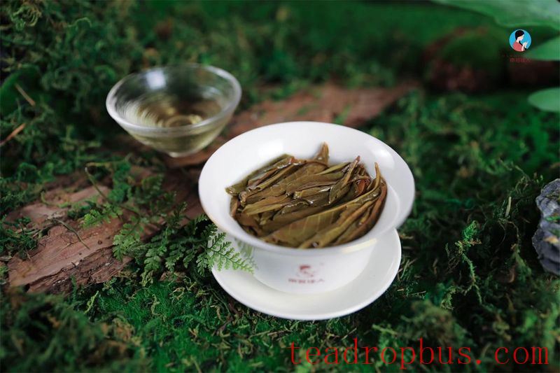 How to Use a Gaiwan for Tea Brewing Without Shaking?-1