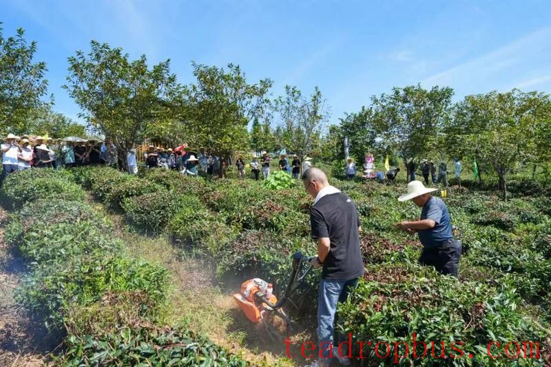 A Field Demonstration of Tea Garden Mechanized Cultivation and Weeding Held in Qimen County-2