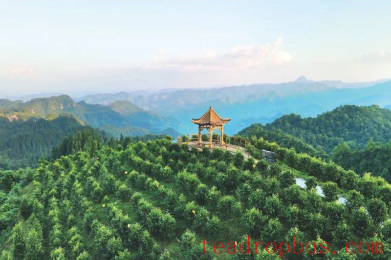 Nanchuan: Safeguarding Ancient Tea Trees, Bringing Fine Tea Out of the Mountains-1