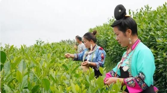 Danzhai County's Longquan Town Diligently Pursues 