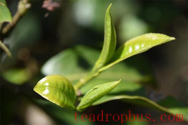 How Many Good Things Are in Pu'er Tea?-1