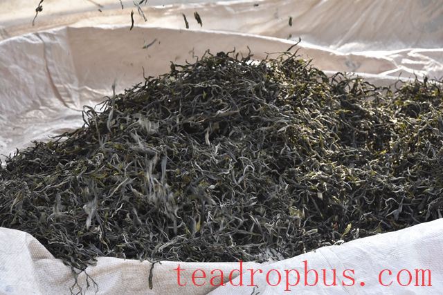 How is Mi Di Pu'er Tea Made? The Production Method of Mi Di Tea-3