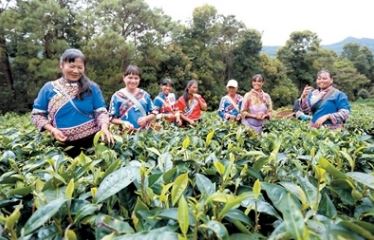 Jinggu County in Pu'er City Strengthens and Expands its Tea Industry-1