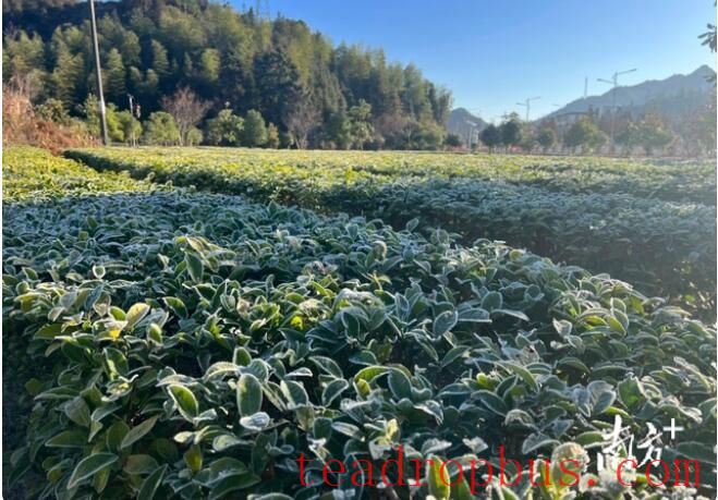 Forecast for Tea Production in Guangdong: Cold Front Next Week, Northern Guangdong Tea Gardens Beware of Low Temperatures and Cold Damage-1