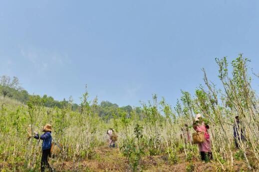 Changning: The Aroma of Wild Tea in Zhizhu Mountain-5