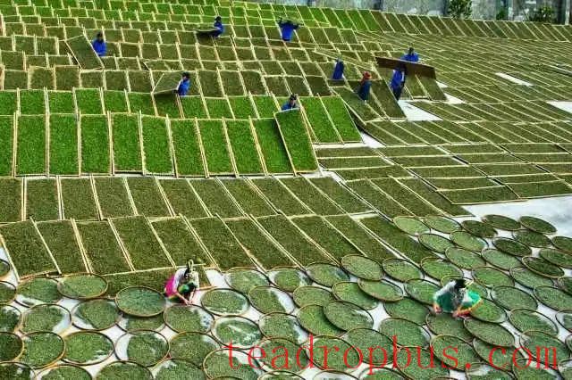 White Tea Processing: What Exactly is 