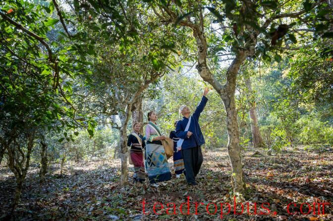 You Come from the Mountains — A Series on the Journey of Jingmai Mountain's World Heritage Nomination ①-5