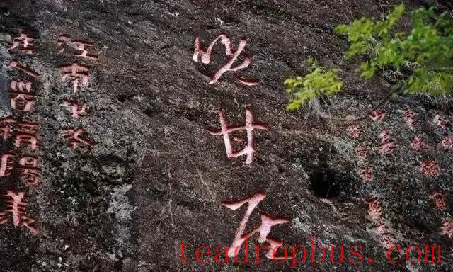 A Thousand-Year Cup of Tea —— The Indissoluble Bond Between Wuyi Rock Tea and Buddhism-5