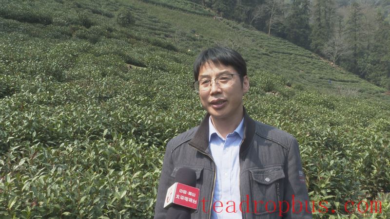 High Mountain Tea Gardens in Huangshan District Welcome On-site Guidance from Tea Professors!-4