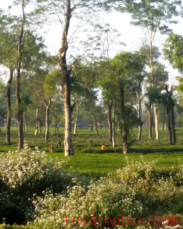 The Imperial Weight of Tea: On the Politics of Plants, Plantations, and Science-2