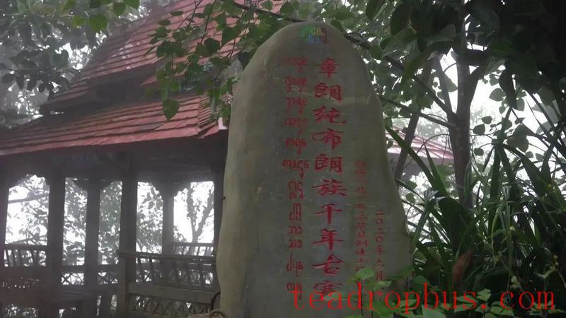Tea-Aromatic Xishuangbanna Pu'er Famous Mountain: Zhanglang Tea Mountain-1