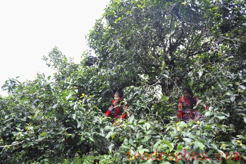 Tea King Festival: An Overview of the History and Culture of Menghai Pu'er Tea (Part Four)-1