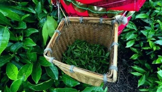 Kabu Village, Motuo County, Tibet: The Tea Forest Stands Verdant and Aromas Fill the Air-4