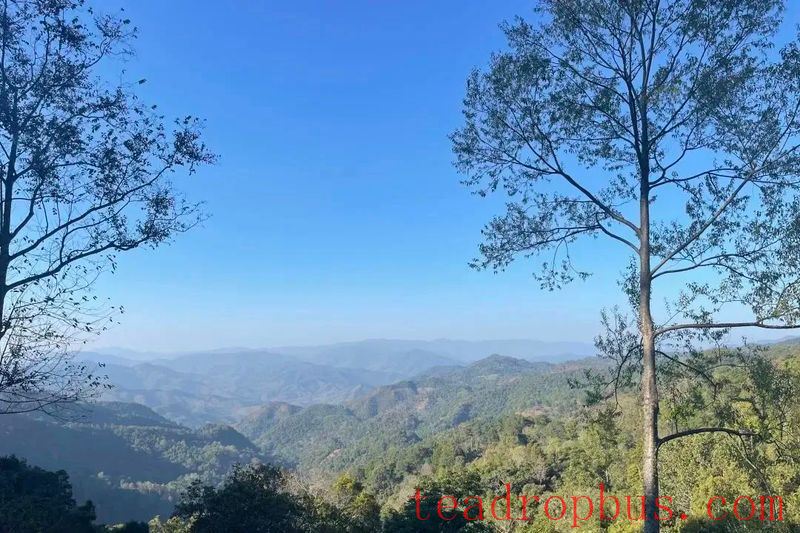 What are the differences and characteristics of Pu'er tea from different mountains?-5