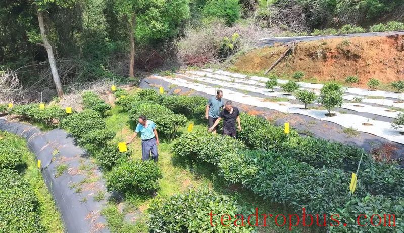 Wild Tea Enters the World! Tongqu Town Chains Up a New Path for Green Prosperity and Dual Wins-3