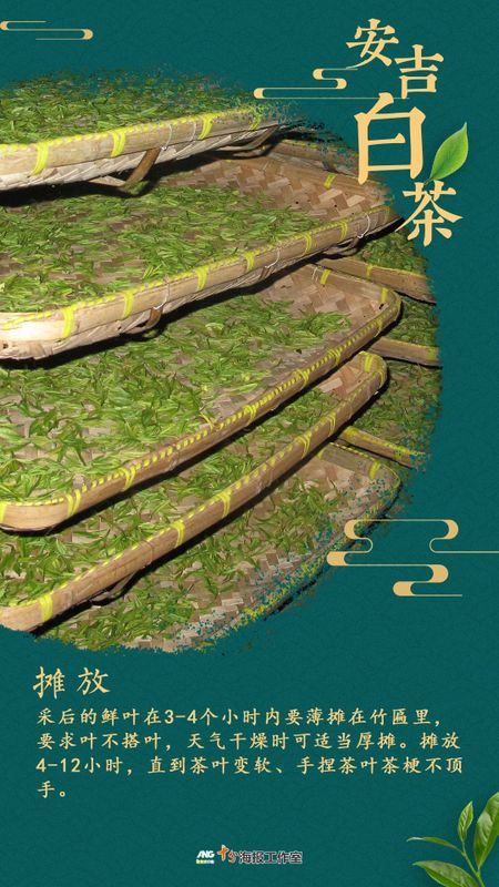 How is a high-quality Anji White Tea born?-2