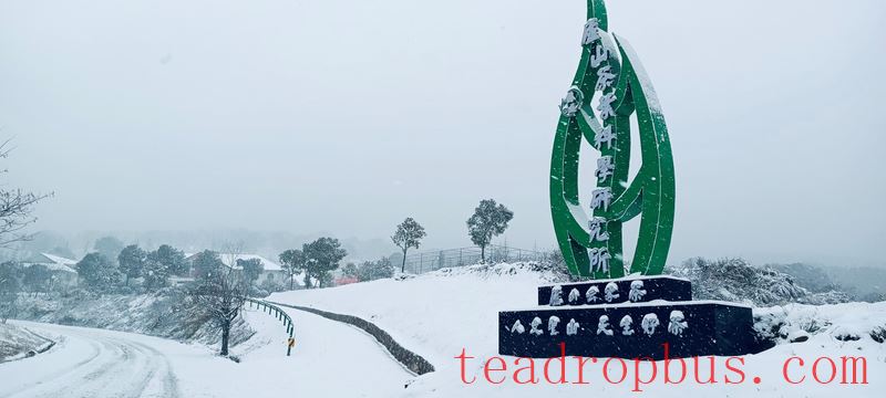 Snowstorms in the Jiangsu-Zhejiang-Jiangxi Region: What Impact on Tea Production and How to Respond?-5