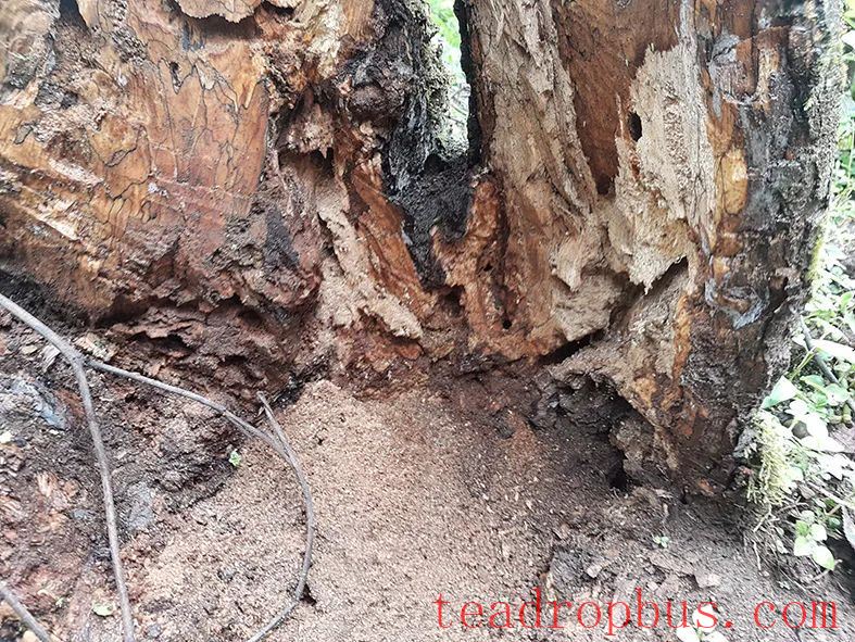 The Parasite in Ancient Tea Trees — The Wireworm-2