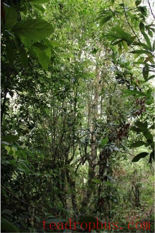 Tea Tree Cultivation Methods in Yunnan-1