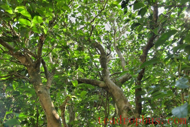 Cangjiang East Bank at Agan Mountain, the Camellia and Tea Aroma Fill the Air-4