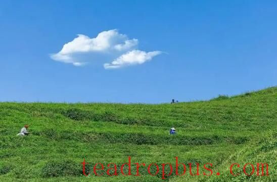 A Millennium of Agricultural Civilization: The Fragrance of Xishi Shidian Tea in Changchun-4