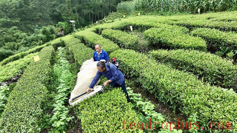 Pingwu: 