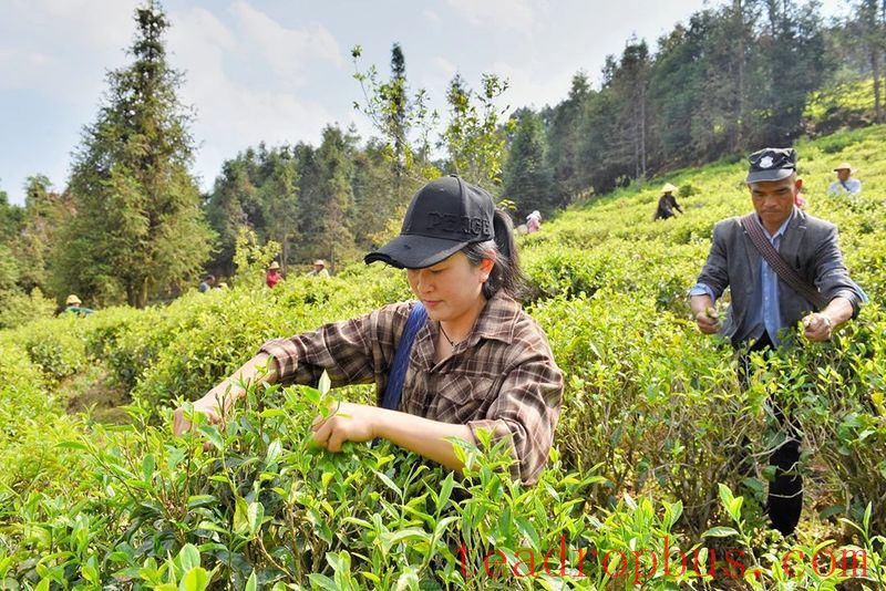 In Search of Tea in Changning: Spring Arrives and the Tea in Nino Is Fragrant-3