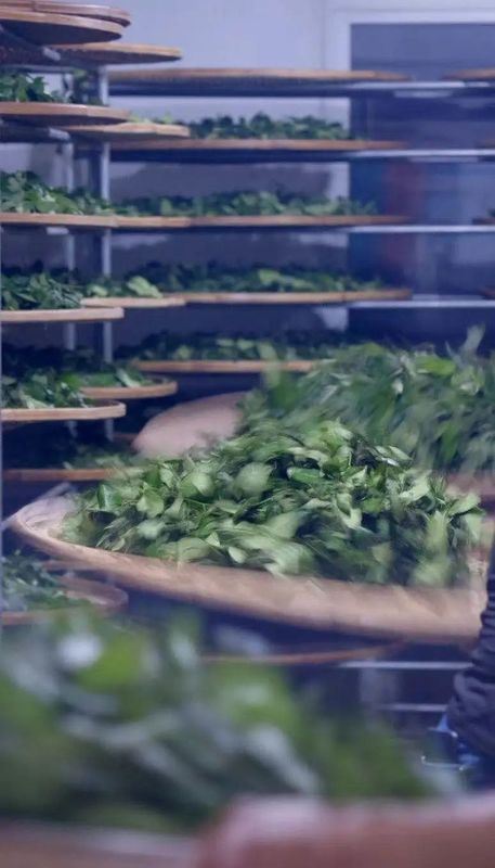 The History of Wuyi Rock Tea Making Techniques: A Character Worth a Thousand Coins-3
