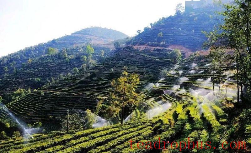 In Search of Ancient Tea Trees-2