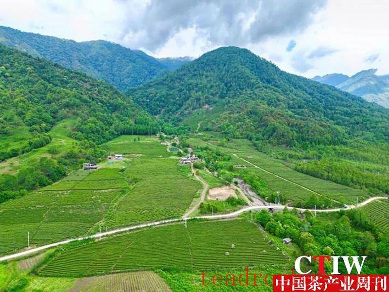 Tengchong Extreme Border Highland Tea Garden: Morning Frost and Verdant Beauty on the Ultimate Frontier-1