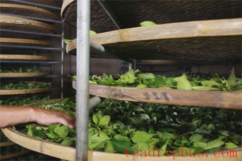 Intangible Cultural Heritage of Humanity: Traditional Chinese Tea Processing Skills - Chapter ① on Oolong Tea – Tieguanyin-4
