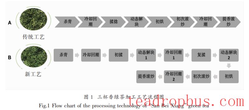 Key Technologies for Processing Sanbei Fragrant Green Tea in Taishun County-2