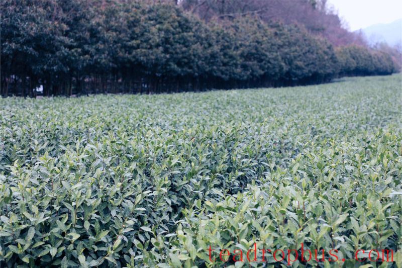 Hardcore Notes: Nine Questions to Help You Understand the Picking and Processing of High-Quality Green Tea-2