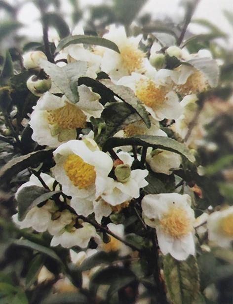 Bud morphology of Thousand Year Snow