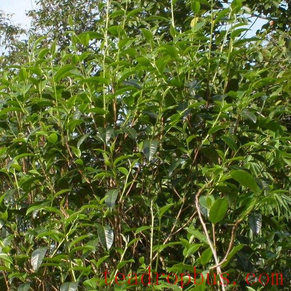 Nanchuan Large-Tree Tea-1