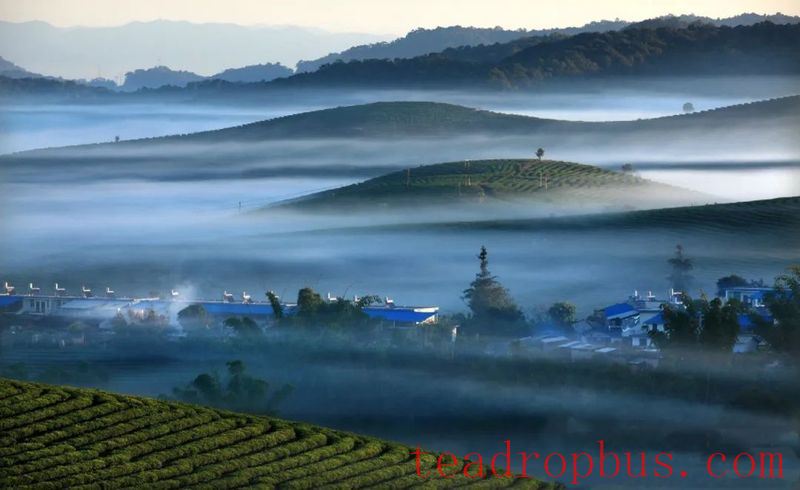Tea Fragrance in Xishuangbanna: Dadaogang Tens-of-Thousands Mu Tea Garden-3