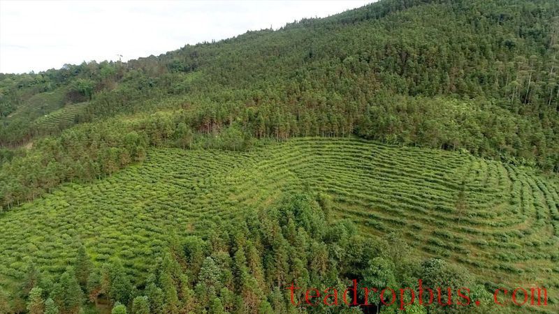 Pinghe Town, Luchun: Promoting High-Quality Development of the Tea Industry, Tea Farmers Embrace a 'Golden Career'-1