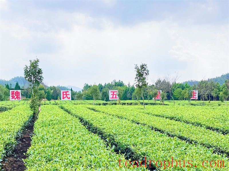Zhongmin Wei's Tea Estate: A Picturesque and Poetic Landscape-2