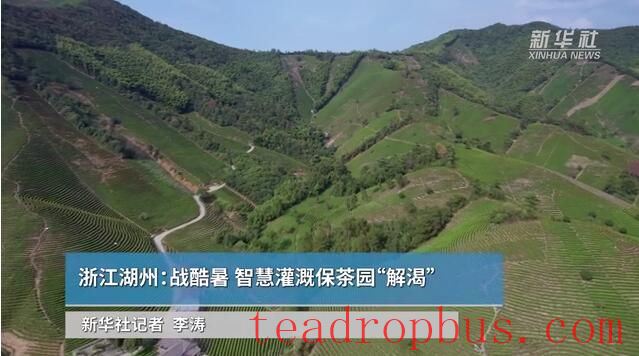 Zhejiang Huzhou: Battling the Heatwave; Smart Irrigation Ensures Tea Fields Stay Hydrated-1