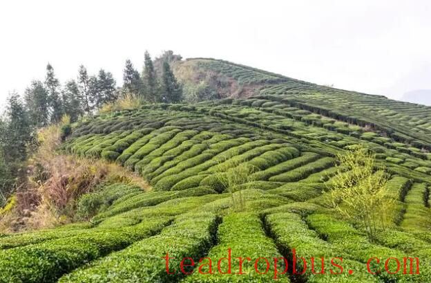 Why is the Longjing Tea from Longjing Village so Renowned? What Makes Its Tea Gardens Unique?-1